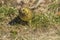 Funny Yellowhammer (Emberiza citrinella)