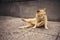 Funny yogi cat doing stretching exercise with legs spread