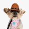 funny yorkie dog with cowboy hat and pink bandana looking forward