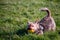 Funny Yorkshire terrier playing with a ball in a park on a grass. Warm sunny day. Dog at play outdoors. Yellow squeaky toy in dogs