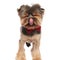 Funny yorkshire terrier with red bowtie licks its nose