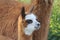 A funny young alpaca closeup outdoors