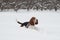 Funny young basset hound runs and plays in deep snow