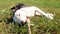 Funny young beagle dog ,, slow motion shot. Green grass field at sunny park