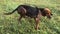 Funny young beagle female dog scratching, playful puppy, chase and look straight, happily spend time outing at park in