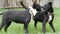 Funny young black dogs play with each other, run, frolic on the green grass in the yard