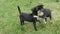 Funny young black dogs play with each other, run, frolic on the green grass in the yard