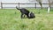 Funny young black dogs play with each other, run, frolic on the green grass in the yard