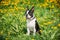 Funny Young Boston Bull Terrier Dog Outdoor In Green Spring Meadow With Yellow Flowers. Playful Pet Outdoors