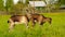 Funny young brown goats at the meadow