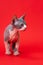 Funny young Canadian Sphynx Cat of color blue and white with pricked ears standing on red background