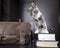 Funny young cat sitting on a pile of thick scientific books