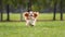 Funny young cavalier king charles spaniel dog running and jumping  on green grass