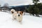 Funny young dog in winter mountain