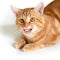 Funny young ginger cat with human smile looking at camera and happy smiling, collage. Amusing orange pet. Comic tabby red kitten