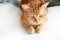 Funny young ginger cat looking down at copy space. Adorable orange pet. Cute tabby red kitten lies