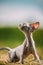 Funny Young Gray Devon Rex Kitten In Grass. Short-haired Cat Of English Breed. Sweet Devon Rex Cat Funny Curious Young