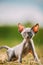 Funny Young Gray Devon Rex Kitten In Grass. Short-haired Cat Of English Breed. Sweet Devon Rex Cat Funny Curious Young