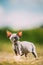 Funny Young Gray Devon Rex Kitten In Grass. Short-haired Cat Of English Breed. Sweet Devon Rex Cat Funny Curious Young