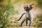 Funny Young Gray Devon Rex Kitten Meowing In Grass. Short-haired Cat Of English Breed. Sweet Devon Rex Cat Funny Curious