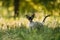 Funny Young Gray Devon Rex Kitten Meowing In Green Grass. Short-haired Cat