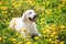 Funny Young Happy Labrador Retriever Sitting In Grass And In Yellow