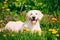 Funny Young Happy Labrador Retriever Sitting In Grass And In Yellow Dandelions Outdoor. Spring Season