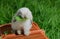 The funny young Miniature Lop is eating the dandelion leaf on the orange animal carrier in the grass