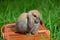 The funny young Miniature Lop is sitting on the orange animal carrier in the grass