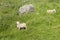 Funny young sheep on a green mountain slope along Roys Peak Track