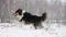 Funny Young shetland sheepdog, sheltie, collie playing outdoor in snow, winter season. Playful pet outdoors. Slow Motion