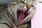 Funny young striped cat yawns. Close-up portrait of a cat