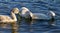 Funny young swans are trying to divide the algae