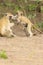 Funny young vervet monkey playing with mother