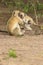 Funny young vervet monkey playing with mother