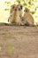 Funny young vervet monkeys playing