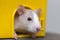 Funny young white and gray tame curious mouse hamster baby with shiny eyes looking from bright yellow cage window. Keeping pet