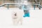 Funny Young White Samoyed Dog Or Bjelkier, Smiley, Sammy Playing