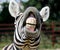 Funny zebra