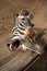 Funny Zebra