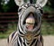 Funny zebra