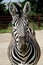 Funny zebra