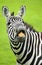 Funny zebra