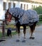 Funny zebra horse waiting for blacksmith