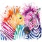 Funny zebra T-shirt graphics, rainbow zebra illustration