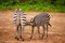 funny zebras playing in their natural environment