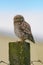 Funy Little owl Athene noctua