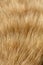 Fur of cat close up image for background
