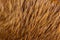 The fur of fur-bearing animals beaverâ€” skins tanned with the wool. Fur â€” mammalian hair, protects from winter climatic