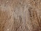 Fur horse leather. Fluffy wet brown horse skin